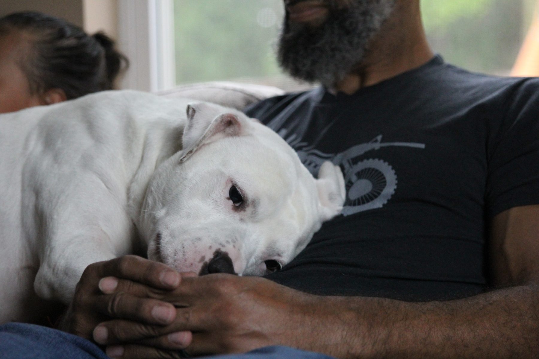 White bulldog resting its head in its owner's lap